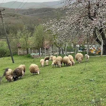 Kulla Cani Villa